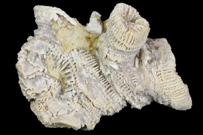 Jurassic Coral Colony (Thecosmilia) Fossil - Germany #157303